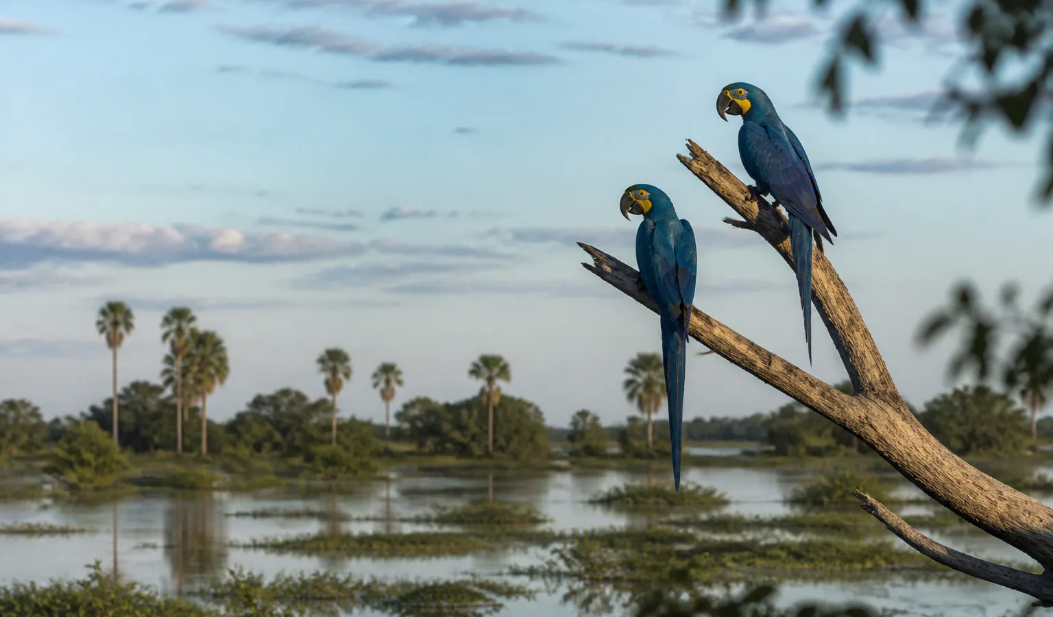 Araras-azuis sobre a paisagem alagada do Pantanal